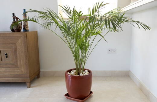 Bamboo palm is effective in removing pollutants that are mostly found in paints, cleaning products and furniture