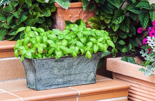 Basil is a fast-growing herb that originates from southern Asia and the islands of the South Pacific