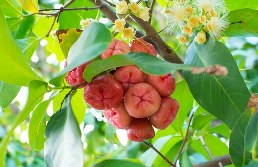 Best Conditions for Growing Rose Apple
