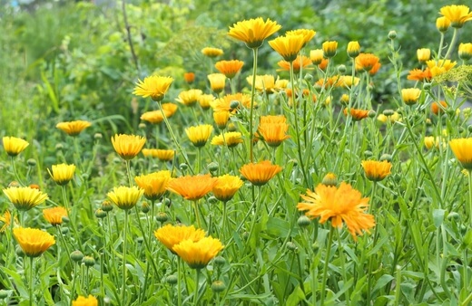 Best Conditions for Planting Calendula