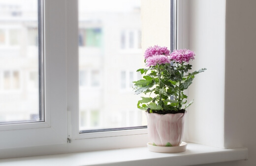 Chrysanthemum is another recommended air purifying plant that is known for removing a host of toxins from the air