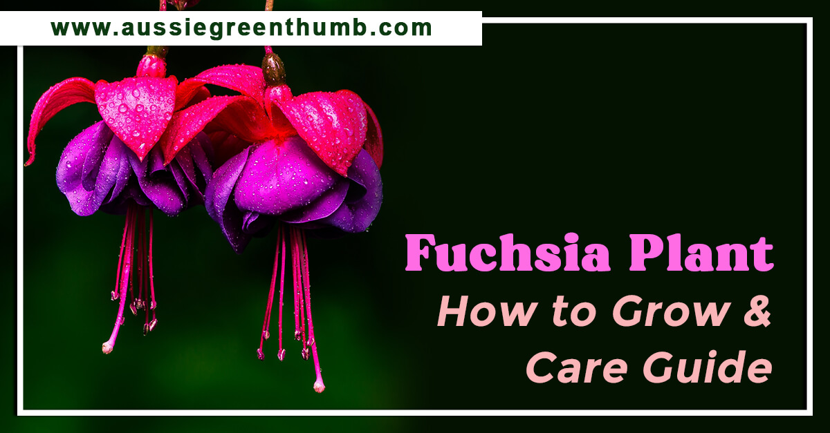 Fuchsia Plant – How to Grow and Care Guide