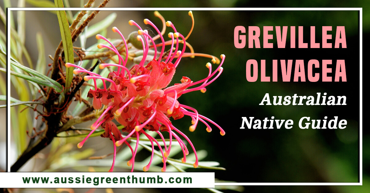 Grevillea Olivacea – Australian Native Guide