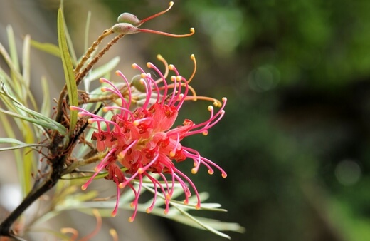Grevillea Olivacea Flower