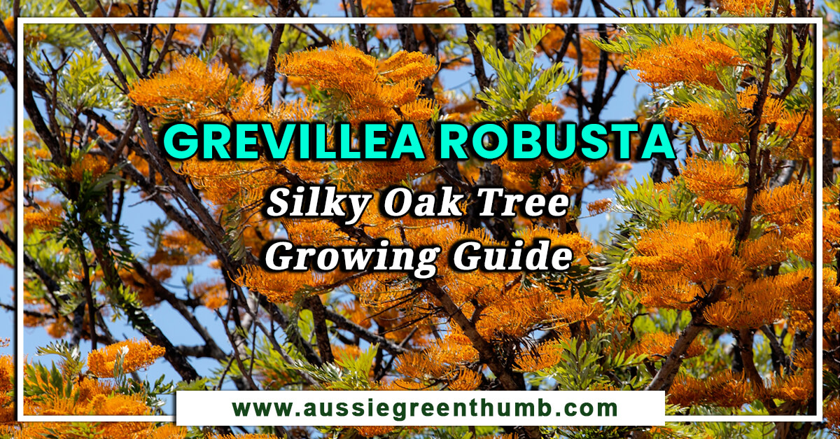 Grevillea Robusta – Silky Oak Tree Growing Guide