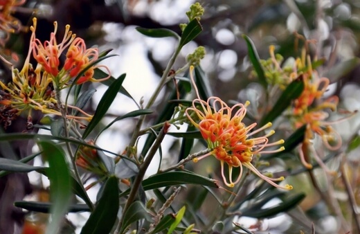 Grevillea olivacea apricot glow's flowers are an apricot colour as the name suggests
