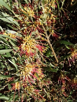 Grevillea olivacea two tone has both red and yellow flowers in abundance