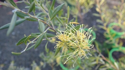 Grevillea olivacea yellow has yellow flowers and blooms for an extended period of time