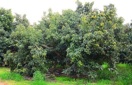 Growing Avocado Trees in Australia