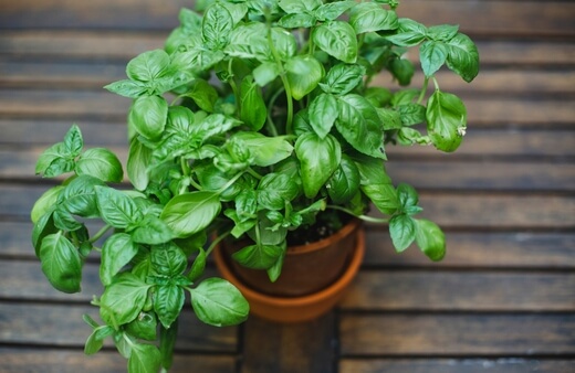 Growing Basil in a Pot