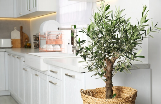 Growing Olive Trees in Pots