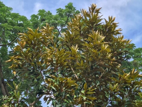 How to Care for Brown Silky Oak