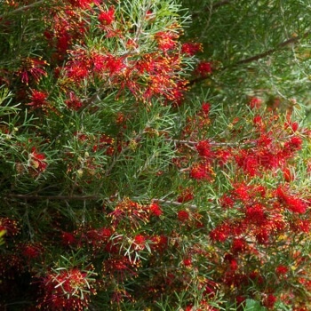 How to Care for Grevillea Olivacea