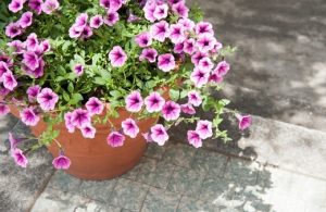 How to Grow and Care for Petunias