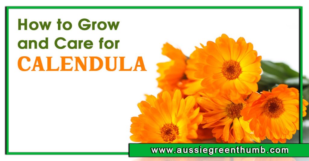 How to Grow and Care for Calendula