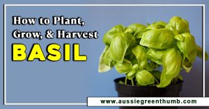 How to Plant, Grow, and Harvest Basil