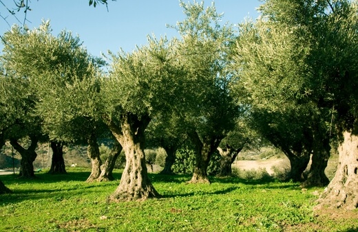 How to Propagate Olive Trees