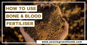 How to Use Blood and Bone Fertiliser