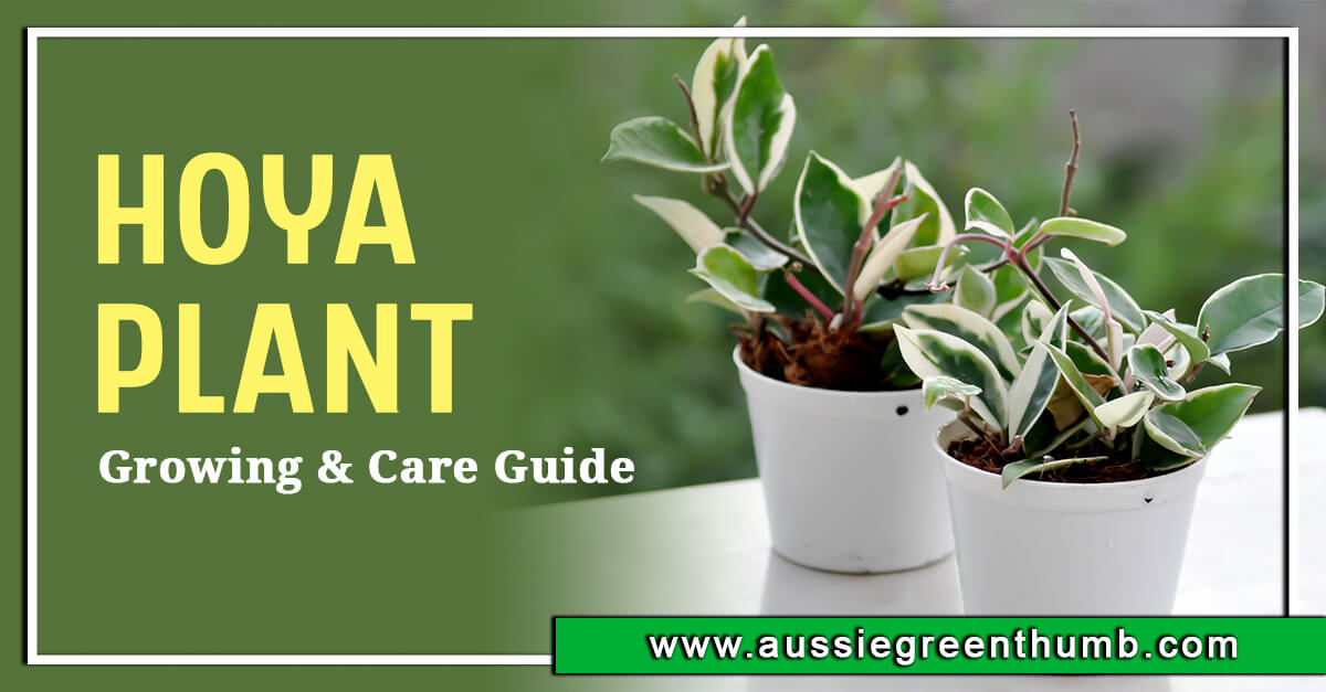 Hoya Plant – Growing and Care Guide