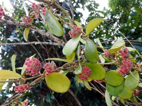 Hoya diversifolia has stunning flowers, growing in tight umbellifers, with each petal displaying a neatly crimped edge