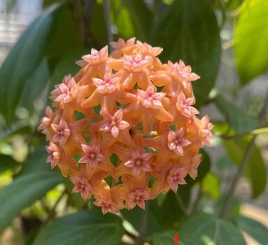Hoya fitchii can be grown as climbers, but tend to look their best hanging from tree branches