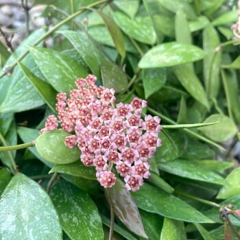 Hoya memoria's slow-growing habit makes it a useful patio plant that's easy to control