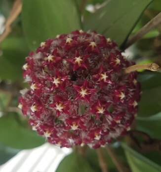 Hoya mindorensis is grown for its range of flower colours, more than for its vines or foliage
