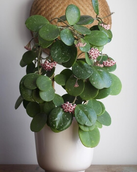 Hoya obovata's flowers are small, but gorgeous, with bright pink centres surrounded by vivid crystal-white petals