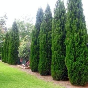 Juniperus virginiana ‘Spartan’
