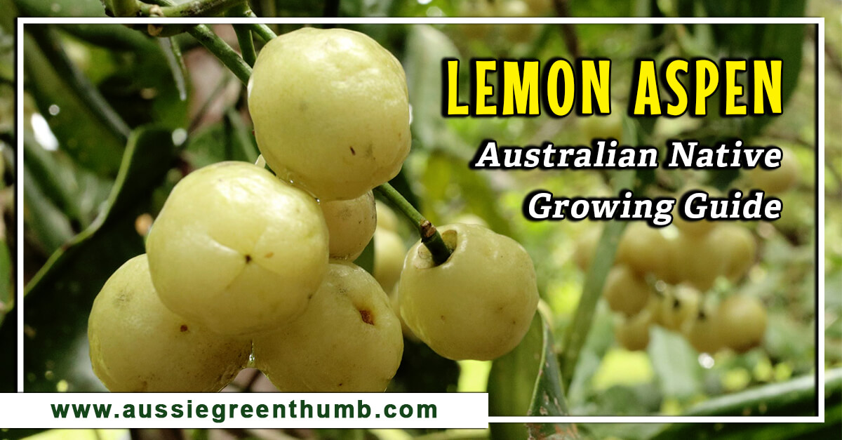 Lemon Aspen – Australian Native Growing Guide