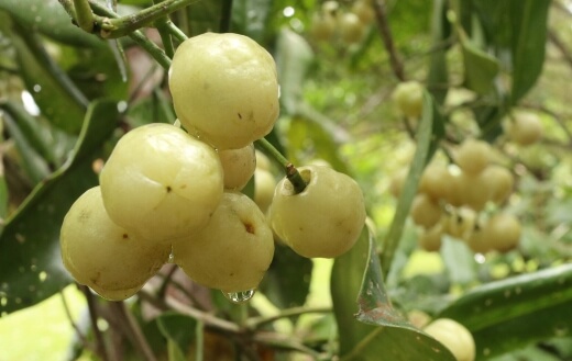 Lemon Aspen Fruit