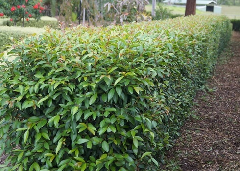 Lilly Pilly ‘Baby Boomer' hedge plants require regular pruning to encourage growth