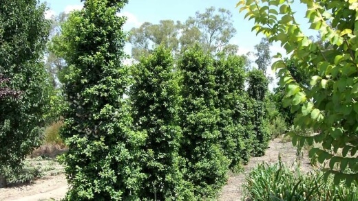 Lilly Pilly ‘Straight and Narrow’ can grow up to 6-8 m high by 1-2 m wide