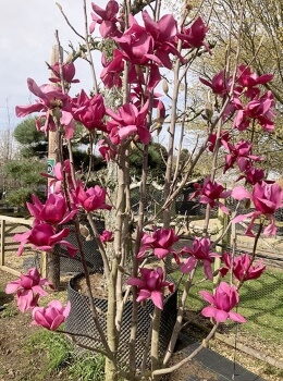 Magnolia Black Tulip Care