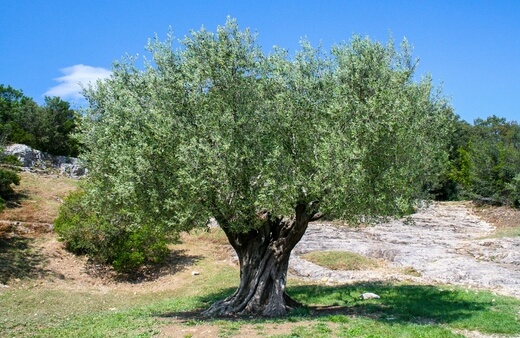 Olea europaea commonly known as Olive tree