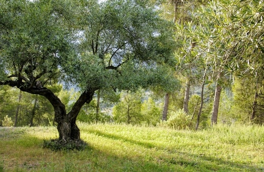 Olive Tree Care Guide