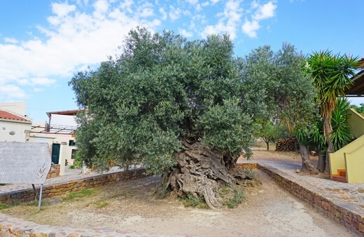 Olive Tree of Vouves, the world’s oldest olive tree