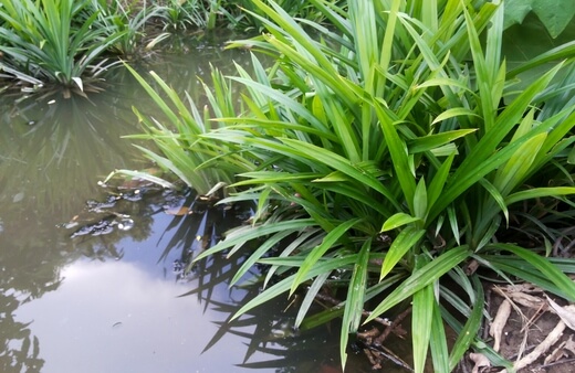 Pandanus Aquaticus is slightly smaller, commonly reaching a mature height of about 5 metres