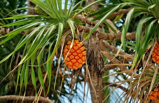 Pandanus Fruit