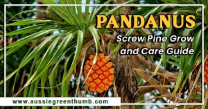 Pandanus Screw Pine Grow & Care Guide