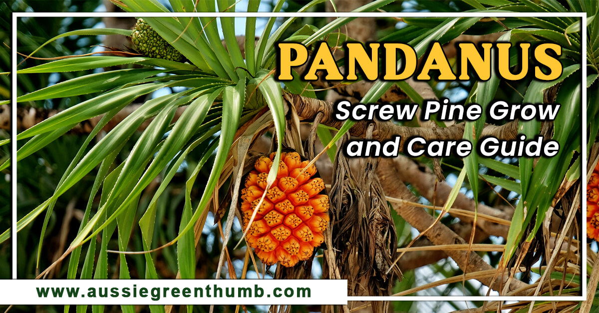 Pandanus Screw Pine Grow & Care Guide AGT