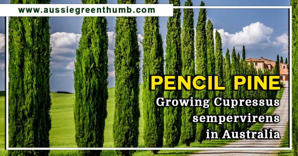 Pencil Pine | Growing Cupressus sempervirens in Australia