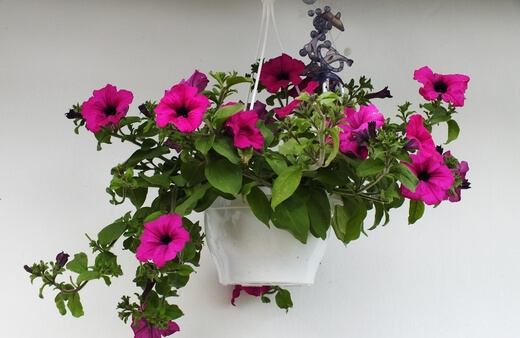 Petunias in a hanging basket