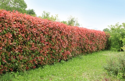 Photinia Red Robin is a fast-growing hedge plant