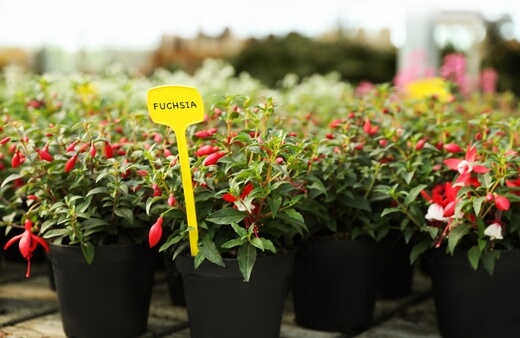 Propagating Fuchsia Plant