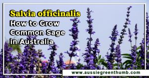 Salvia officinalis | How to Grow Common Sage in Australia