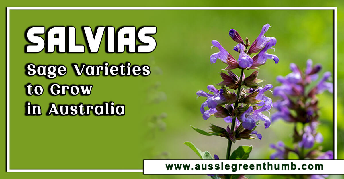 Salvias – Best Sage Varieties to Grow in Australia