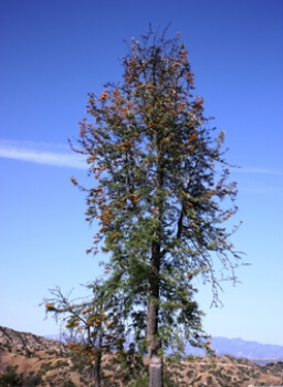 Silky Oak Tree