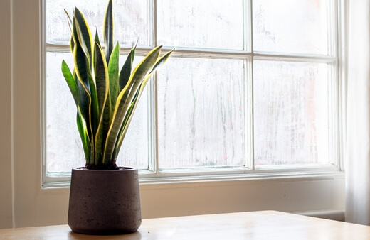 Snake plants also known as mother-in-law's tongues require minimum attention to grow in your indoor environment