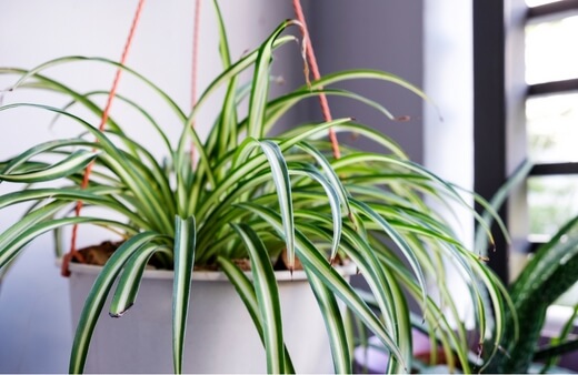 Spider plant are air purifying plants particularly recommended if you have pets in your house